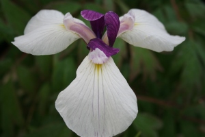 Iris ensata Kishuu-Wakanami 