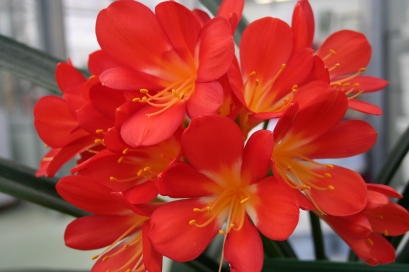 Clivia flowering at our local garden centre