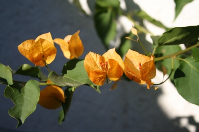 Bougainvillea grows both as a free-standing shrub or trained as a climber
