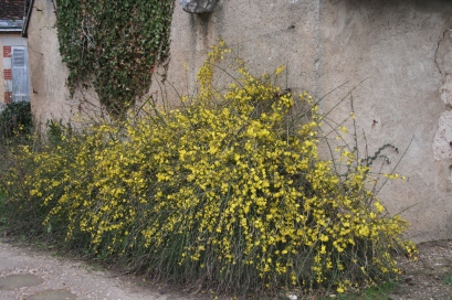 A fine bush of Jasminium nudiflorum in a neighbour's garden