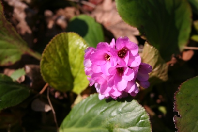 Bergenia in flower today in a neighbour's garden.