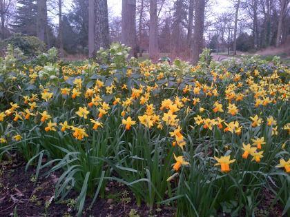 A carpet of Daffodils at La Source, Orleans.