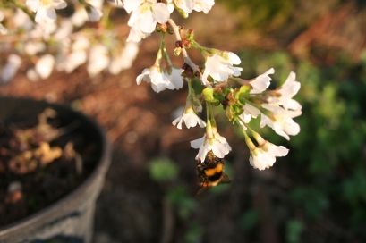 Prunus incisa ‘Kojo-no-mai’ attracting early Bumble Bees