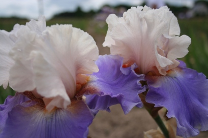 Last Chance - a bearded Iris spotted at Bourdillon last year.