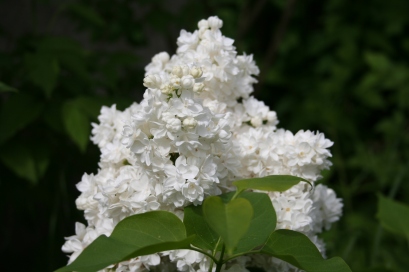 Our enlarged white border is doing very well this year - White Lilac is in flower at the moment