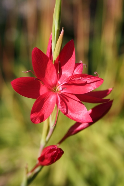 Hesperantha coccinea 'Major' or Kaffir Lily